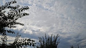 Наступает время линьки у голубей