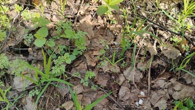 ЧЕРЕЗ ТЕРНИИ К ЗВЕЗДАМ! ЗА ГРИБАМИ ПО БЕЗДОРОЖЬЮ. смотреть онлайн