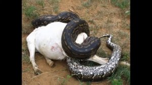 GIANT SNAKE FOUND ON EARTH   ANACONDA