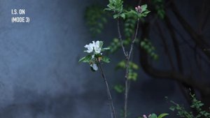 Canon RF 70-200mm F2.8 Review (vs EF 70-200mm F2.8)