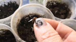 Шпинат Новозеландский впервые сажаю