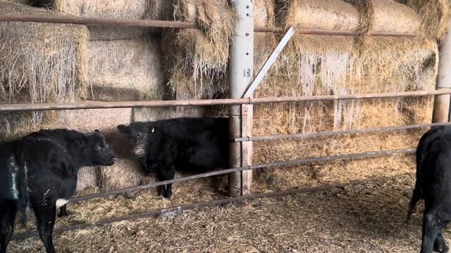 Ранчо на Урале. Перегнали табун лошадей в хозяйство/ Мороз жгёт но работать надо/ Будни фермера