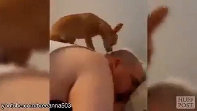 PERROS RELOJ ALARMA