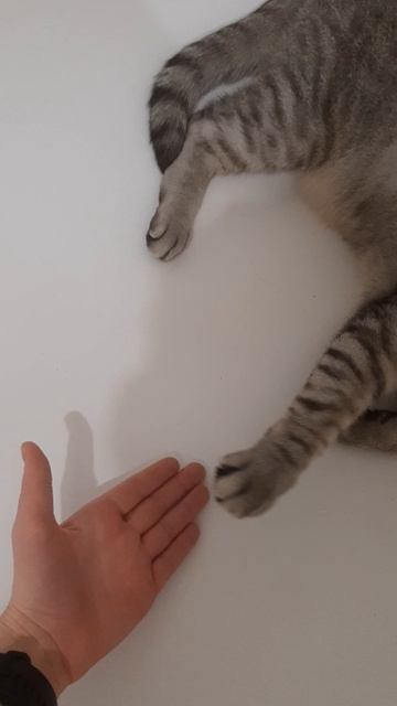 кот подает лапу!!! котпиксель# смешнойкот#