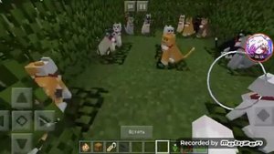 Мой Лагерь Котов Воителей