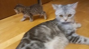 котята с мамой