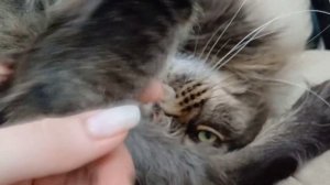 Будни кота Севы, все как обычно. У вас как проходит.