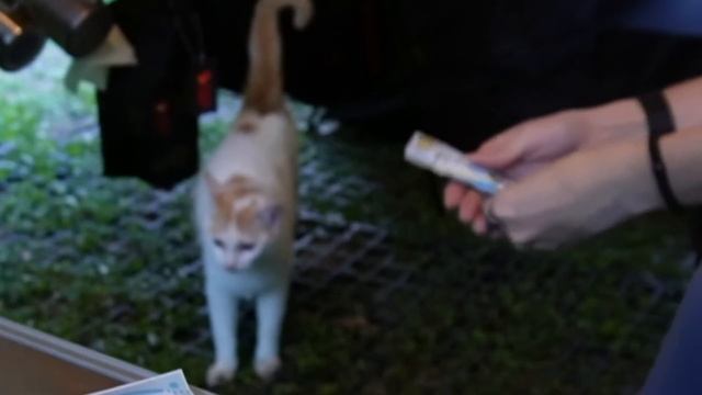 【Solo Camping】一個人溪谷露營 清悠露營趣遇見脾氣怪又愛說話的貓咪 смотреть онлайн