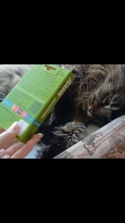 что нужно в отпуск #котик #сева #кот #котики #мейнкун #животные