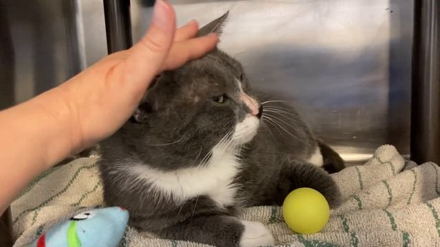 Another visit with the gentle giant - Mr. Business. смотреть онлайн