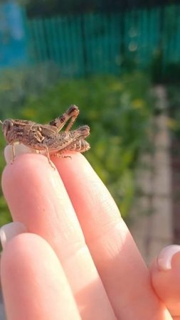 Кузнечик Василий. вопрос ребёнка в конце #семейныйканал #животные #кузнечик