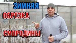 Зимняя 😱 обрезка СМОРОДИНЫ в условиях глобального потепления на крупноплодное плодоношение 🍇