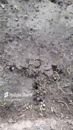 РАБОТА МЕДВЕДКИ НА ГРЯДКАХ!!!ЛЕТАЮЩИЙ КРОТ!!!Shorts #дача #сад#огороддома