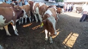 👍ХУЧАНД МОЛБОЗОРИ ХИСТЕВАРЗ 👍