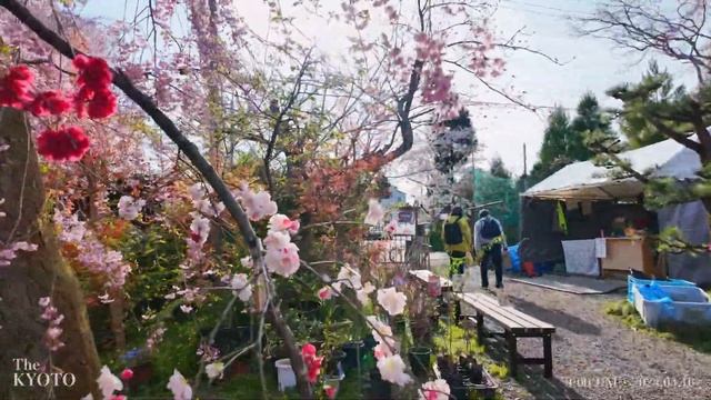 April 10, 2024 🌸 Walking through Cherry Blossoms at Haradani Garden in Kyoto, Japan【4K】