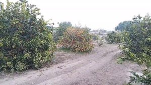 Beautiful Orange Garden 🍊 || Tour of Orchard