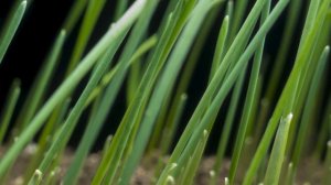 Grass Seed Germination and Grass Growing Time Lapse