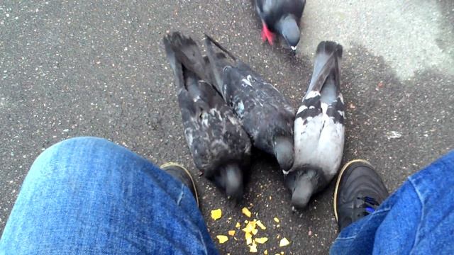 Голуби едят чипсы у меня в ногах) смотреть онлайн