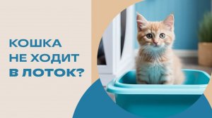 Почему кошка не хочет ходить в лоток? Кошка не ходит в лоток, решаем проблему