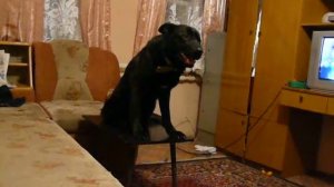 Дрессировка немецкой овчарки