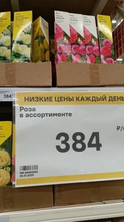 Привезли первые розы (Лемана Про, Кострома)