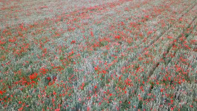 Музыка для души 🌿 Нежная лечебная музыка здоровья и для успокоения нервной системы смотреть онлайн