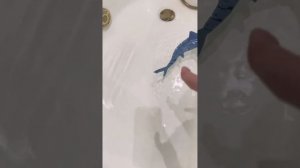 Акула на пульте управления !!!