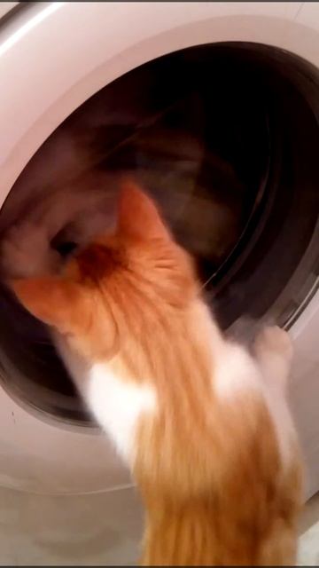 Милая кошка + стиральная машинка=)