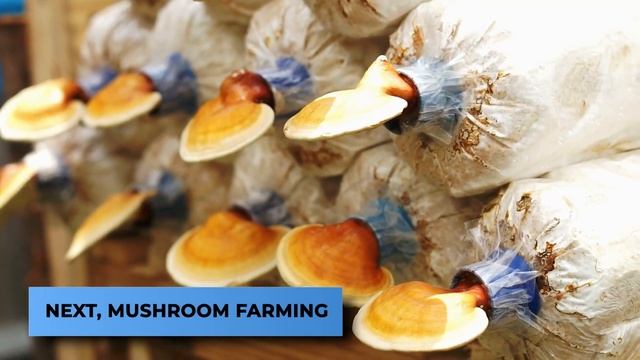 The Most PROFITABLE Agriculture Business Ideas..