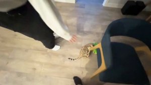 РУМ ТУР НОВОЙ КВАРТИРЫ (ПЛОХОЙ ПАРЕНЬ, КОРЕШ, ДАНОН)