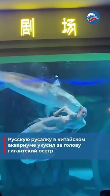 Русскую русалку в китайском аквариуме укусил за голову гигантский осетр