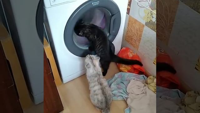 Кошки и стиральная машинка1