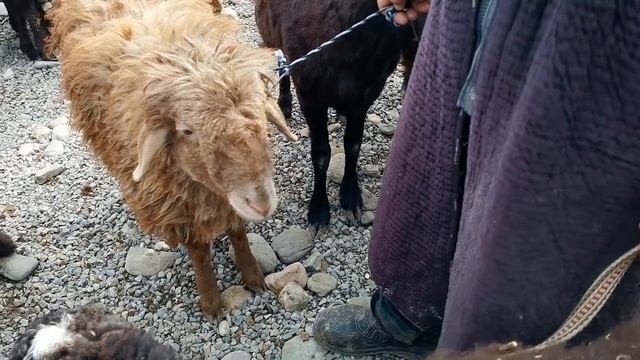 НАРХИ ГИСАРИСКИЙ ОВЦЫ МОЛБОЗОРИ ТУРСУНЗОДА ШАНБЕБОЗОР НАРХИ ГӮСФАНД КУЧКОР БАРА ЭЛИТА 20.03.3021