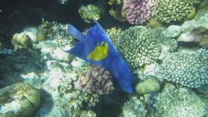 Аравийский ангел. Красное море. Шарм-эш-Шейх. Шаркс-Бей. 2024