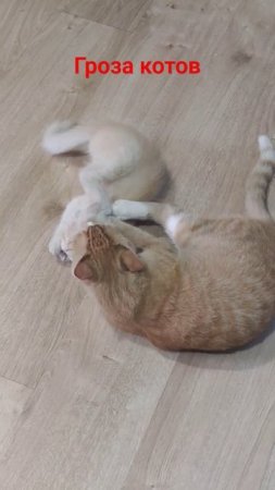 #коты