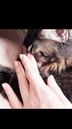 27.03.21 Усатый полосатый коленками назад #cat #животные #котик #мейнкун