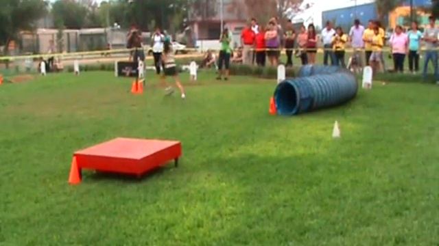 Espresso (Club La Silla Agility, exhibición UANL 2011) смотреть онлайн