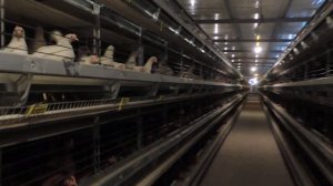Парвариши мурги тухмдех дар кафас  _   Fully automatic laying cage 🐔🥚