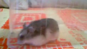 Джунгурский хомяк ловит и ест муху