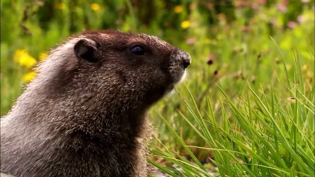 Живая музыка и живая природа смотреть онлайн