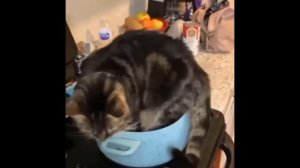 Кривой Кот (Сrooked Cat) Смешные коты#6 😹 Приколы с котами