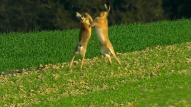 Жабайы аңдар  the sounds of wild animals  Звуки диких животных звукиживотных  дикиеживотные