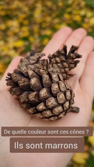 French language. Autumn Colors. Французский язык. Цвета. Осень. Le français. Les couleurs.L'automne смотреть онлайн