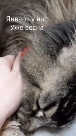 весна кота севы