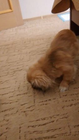VID_20241229_155114.mp4