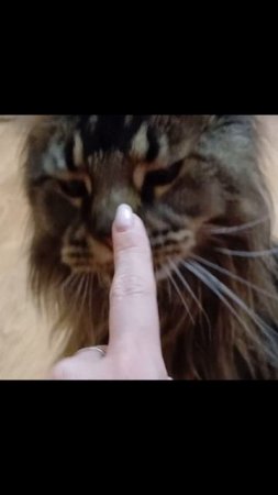 Мой ВЕЛИКИЙ ОХОТНИК #мейнкун #cat #кот #котик #сева