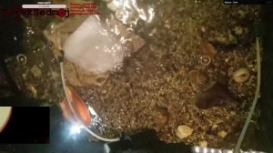 Аквариум, Рак