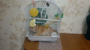 Когда попугая дома нет!