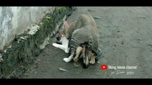kucing kawin || mating cat season 21 desember 2021