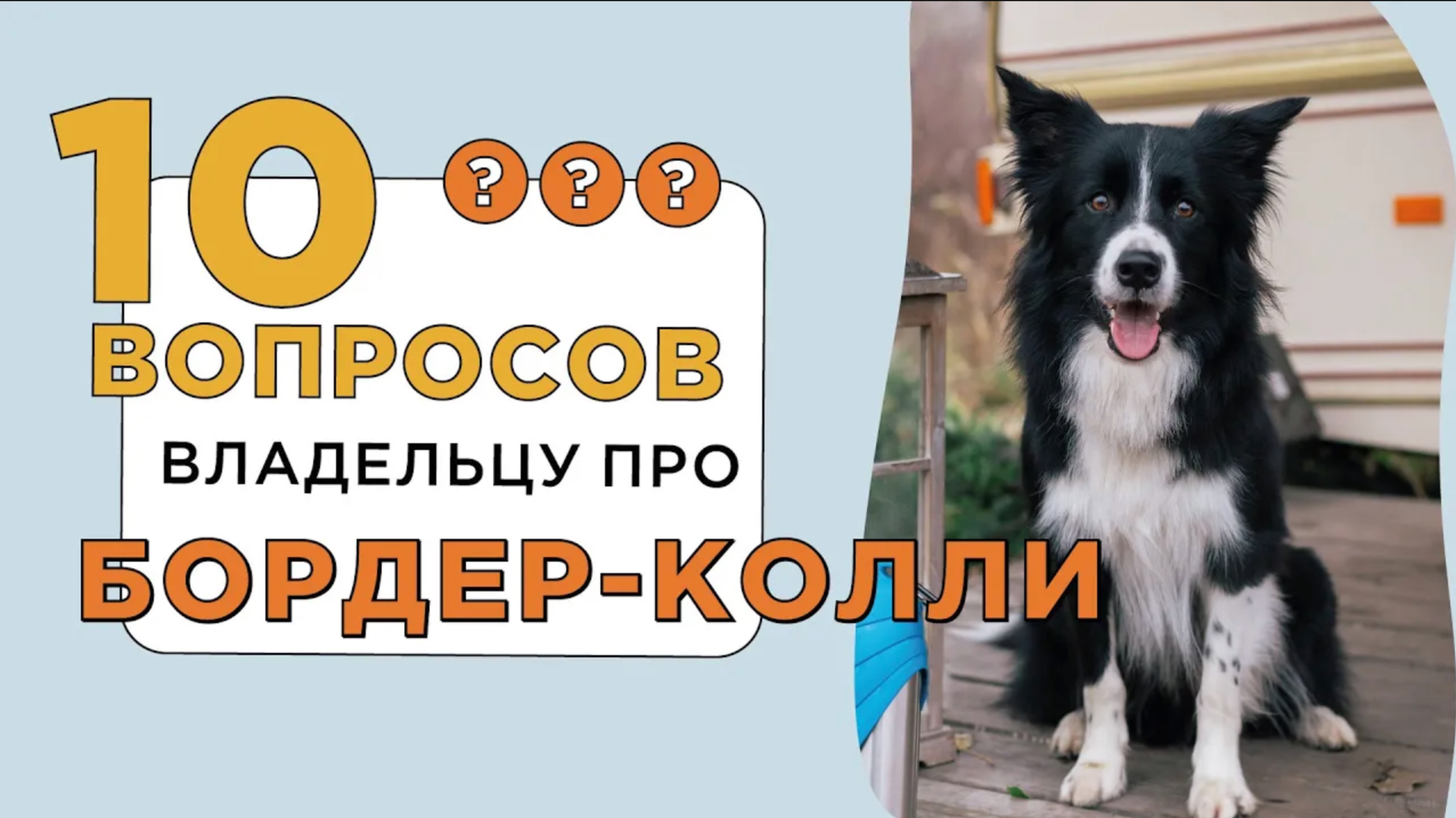 10 вопросов о бордер-колли